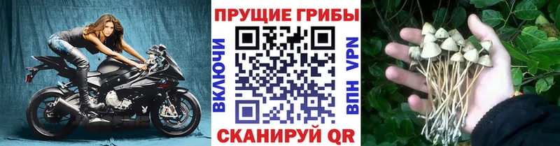 Купить закладки  Купино  Галлюциногенные грибы MAGIC MUSHROOMS 